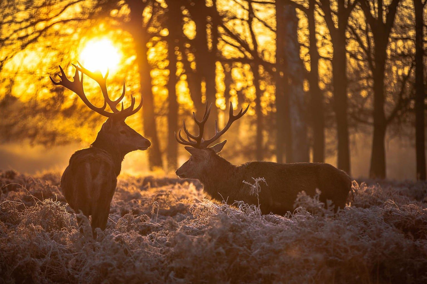 Deer at Dusk Canvas Wall Art