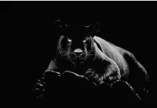 SF1516- Black Panther 40x60 Classy Art
