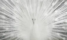 SF1508R-White Peacock 40 x 60 Classy Art