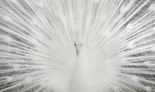 SF1508R-White Peacock