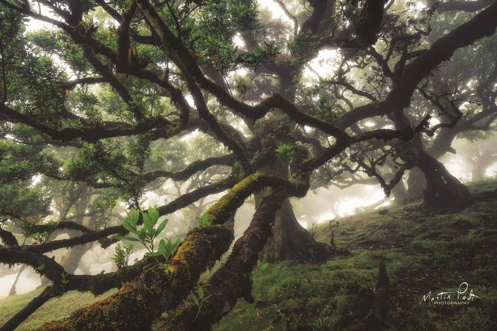 59954 Tentacles  45x60 Classy Art