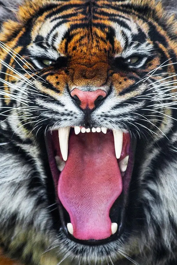 60090 Angry Tiger  45x60 Classy Art