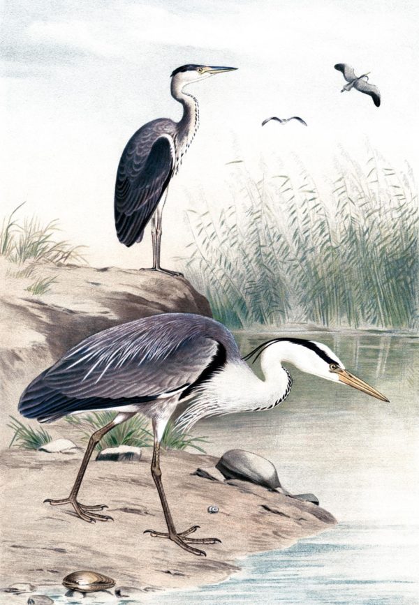 60668 Along The Shores  45x60 Classy Art