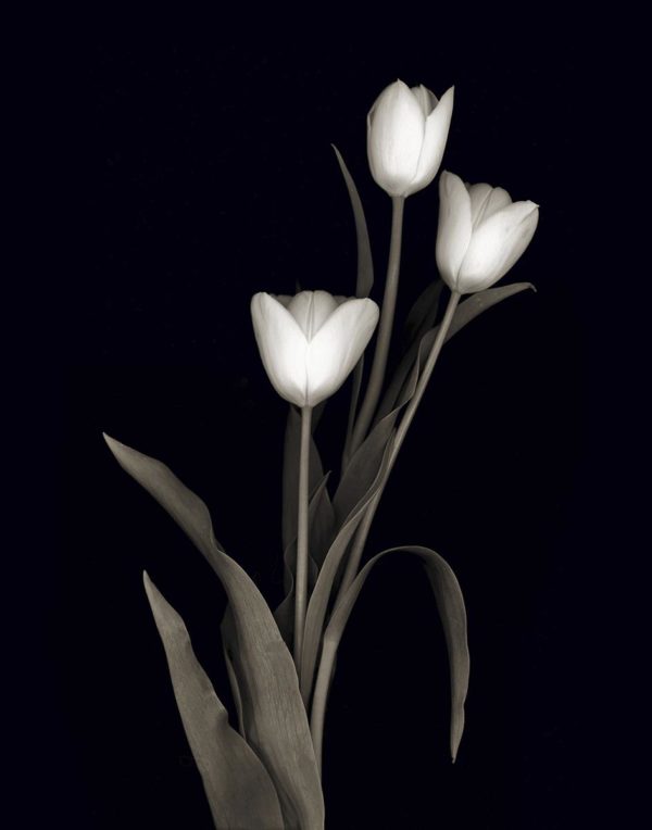 60781 Tulip Pose   45 x 60 Classy Art
