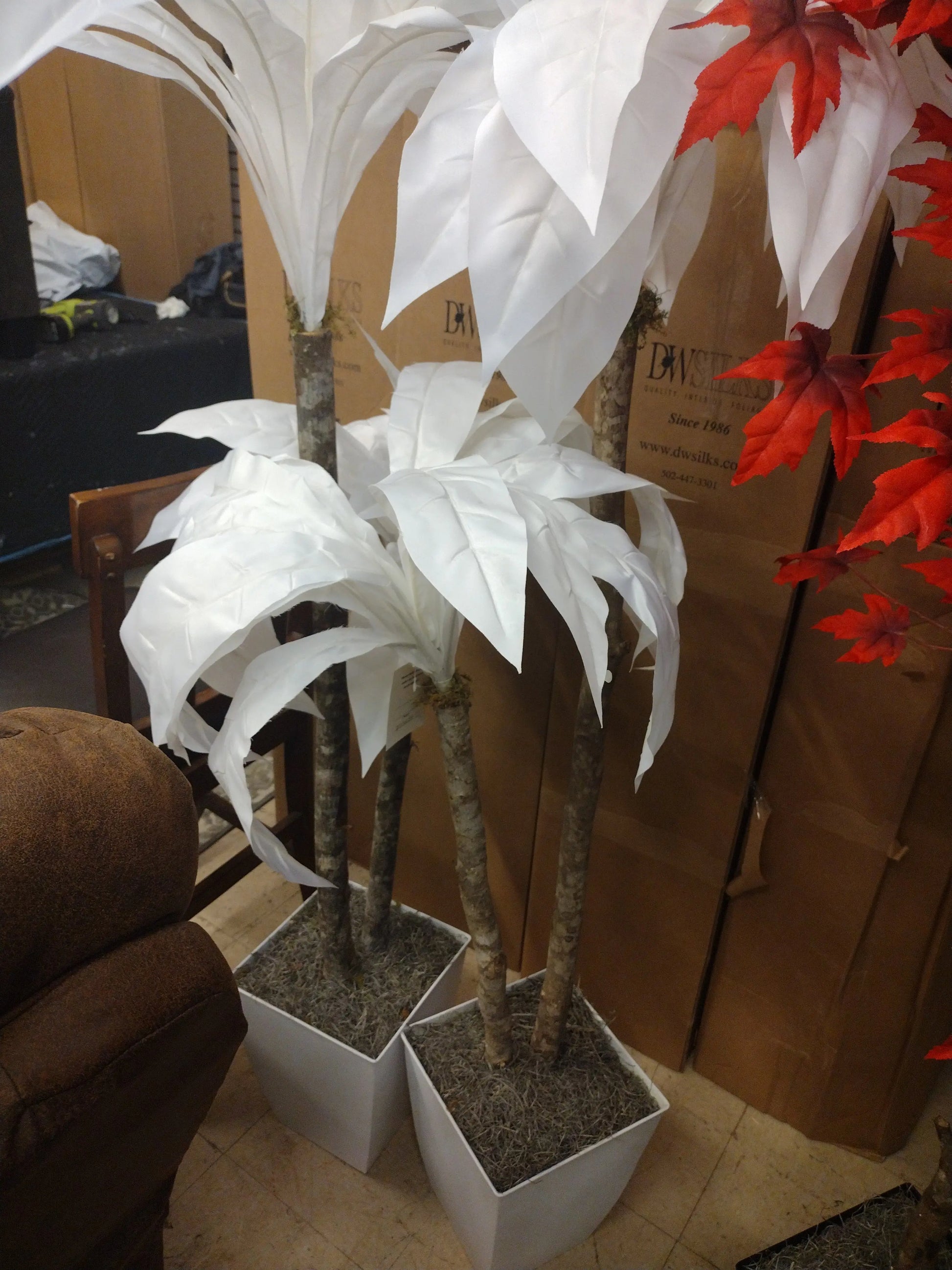 5.5' White Birdsnest Palm Tree In Square White Metal Planter 7224036 D W Silks