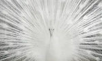SF1508R-White Peacock  40 x 60 Classy Art