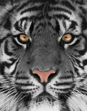 SF1225-White Tiger  40x60 Classy Art