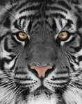 SF1225-White Tiger  40x60 Classy Art