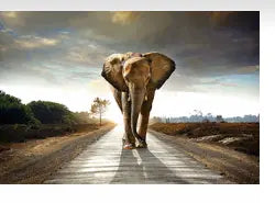 SF1349-Elephant Walk  40x60 Classy Art