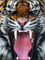 SF1390- Roaring Tiger   40x60 Classy Art